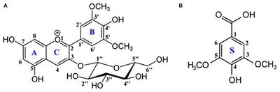 Oenin/Syringic Acid Copigmentation: Insights From a Theoretical Study